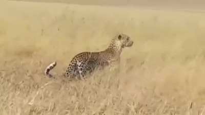 ? Leopard standing on its hind legs ?