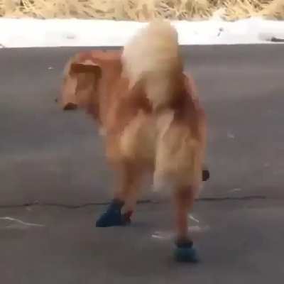 Dog not like shoes ?