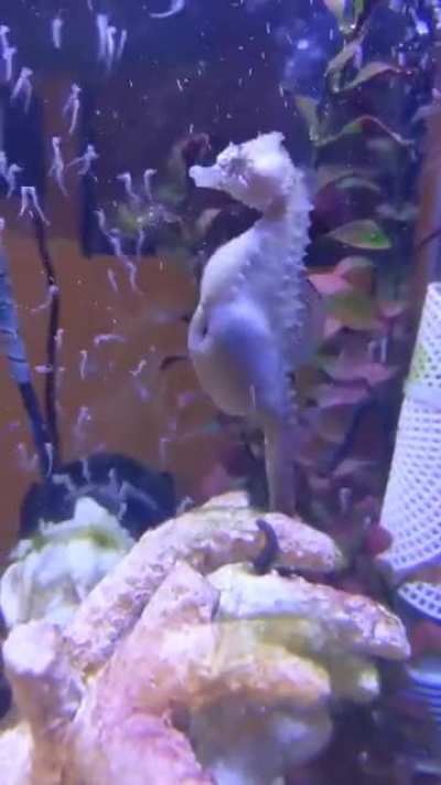 ? Seahorse giving birth