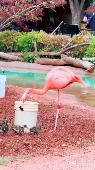 Flamingo helps feed ducklings while mama duck supervises 🦩