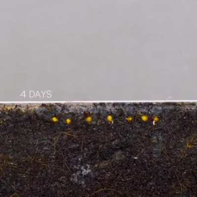 Sprouting cherry tomato seeds