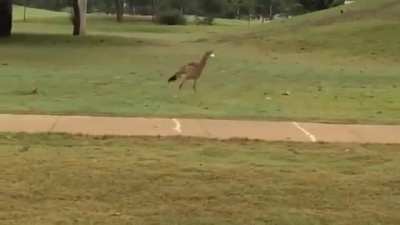 ? A red-legged seriema trying to crack a golf ball it thought was an egg