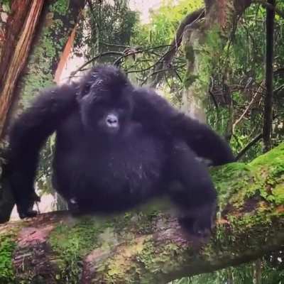 Now I'm no gorilla gender expert but I'd guess teenager male?