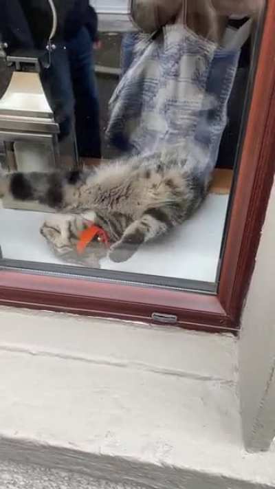 Is this how to cat?