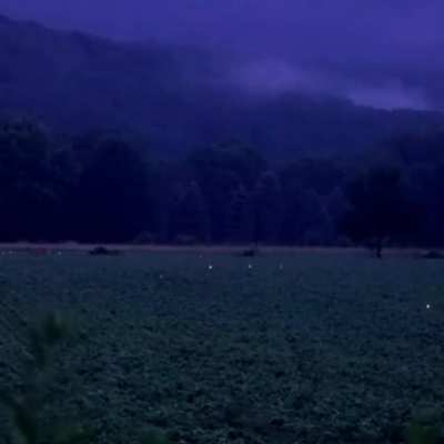 ? Fireflies