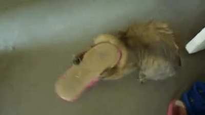 "I immediately regret this decision" - Cat