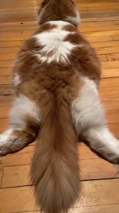 Pancake cat ??