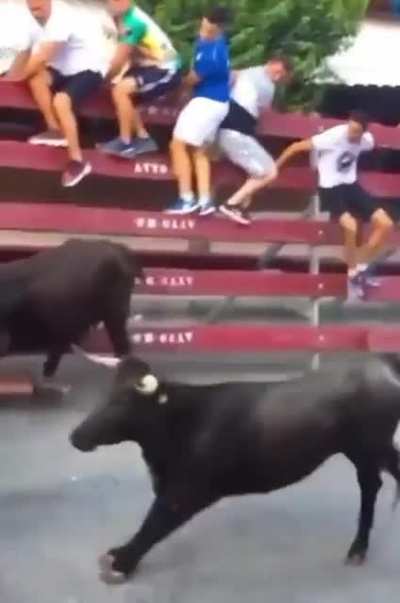 Played with bulls, found out.