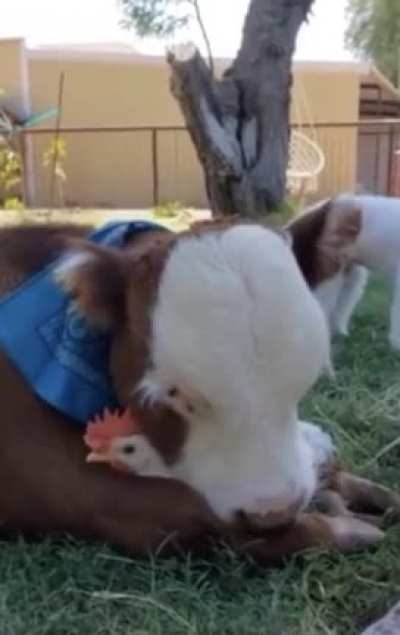 Nobody touches his chicken ?