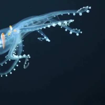 ? Scientists have spotted a rare glass octopus in the archipelago of the Phoenix Islands in the deepest parts of the Pacific Ocean
