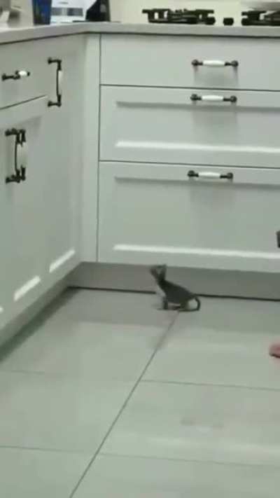 to jump on the counter