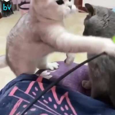 WCGW if I just grab that fluffy toy