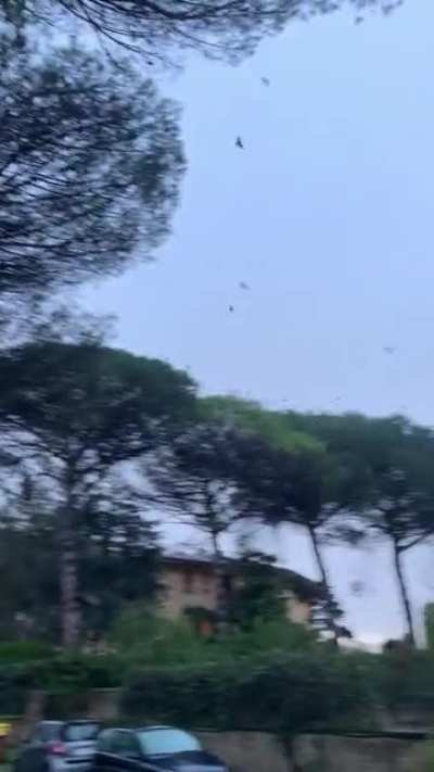 Bird swarm? Not exactly WTF but would love to know what’s going on ?