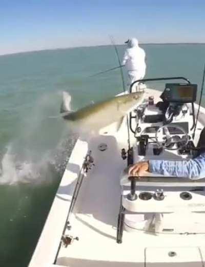 Unbelievable! Fish