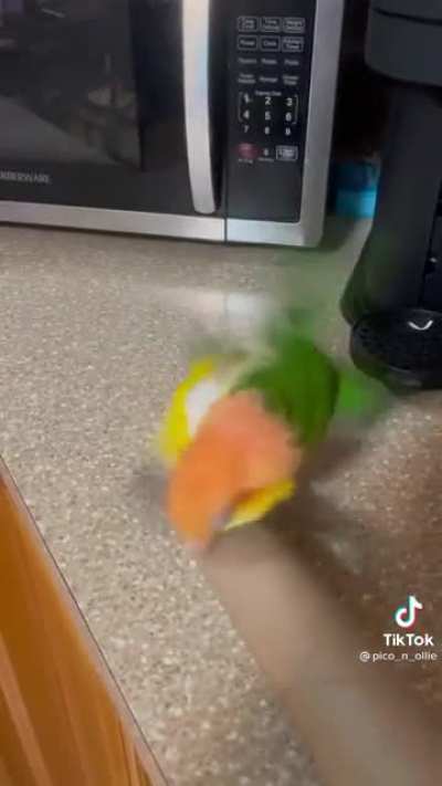 Angry bird