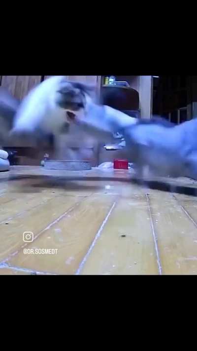 The cats definitely didn't overreact