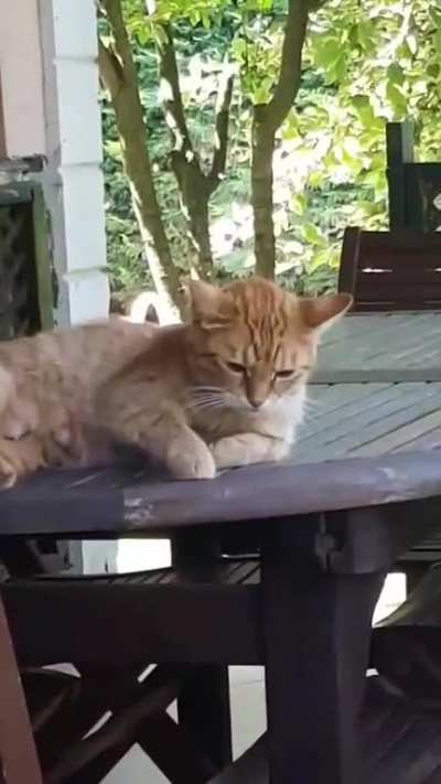 The cat: "I'm getting too old for this shit"