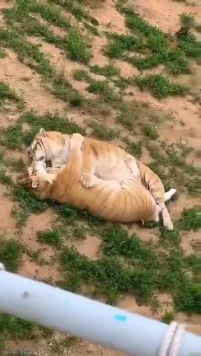 This could be us but you be lion