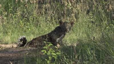 ? Leopard Cub sees Wildlife Photographer for the first time.