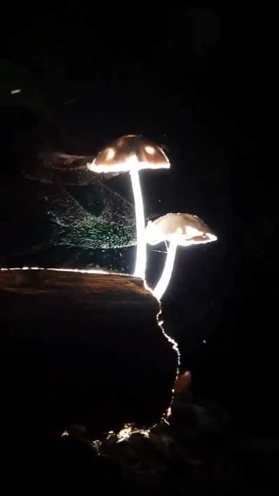 ? A mushroom releasing it's spores into the wind