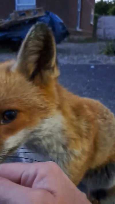 Petting a fox