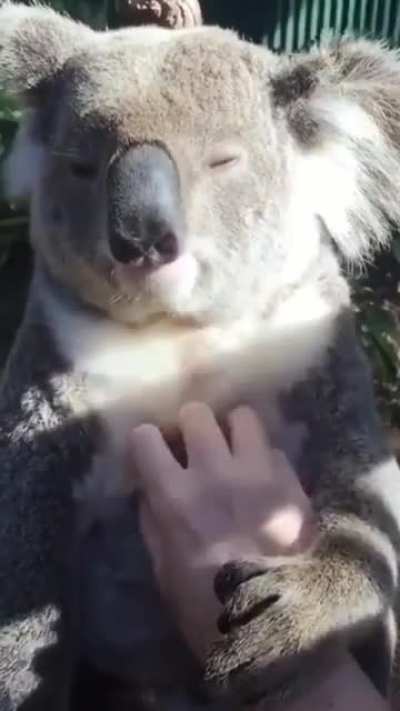 ? We all like to be stroked. Even koalas.