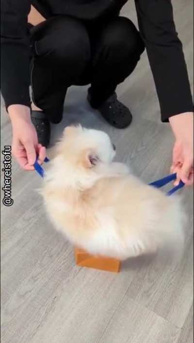 Look, I’m a cat!