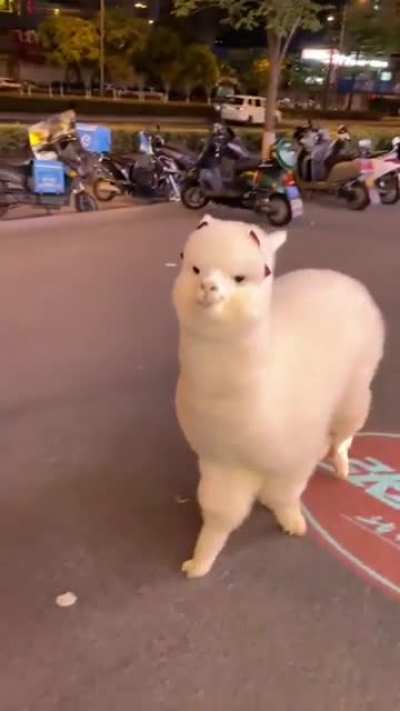 Alpaca