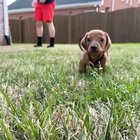Literally the cutest thing I've ever seen. ?