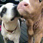 Licks vs. noms