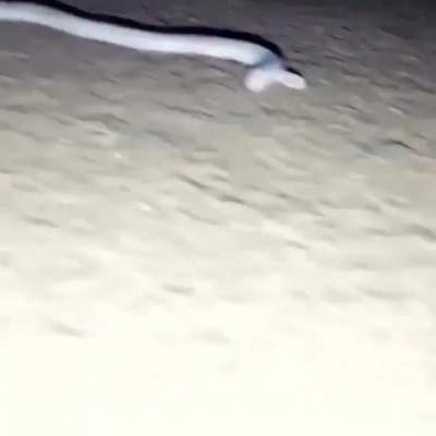 ? Mexican mole lizard