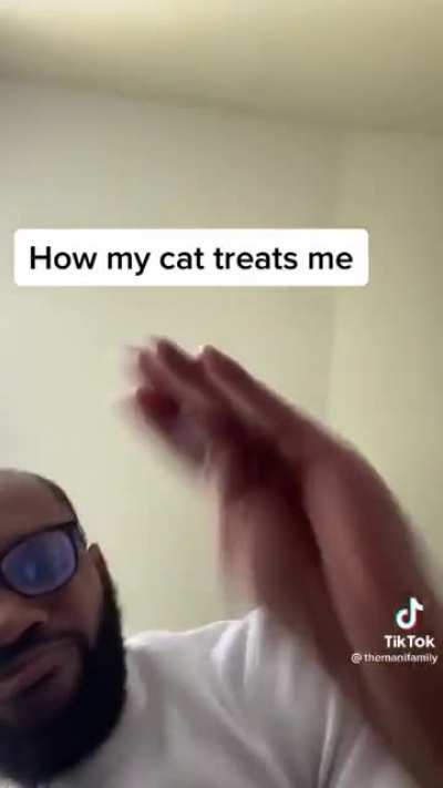 How cat treat bugs