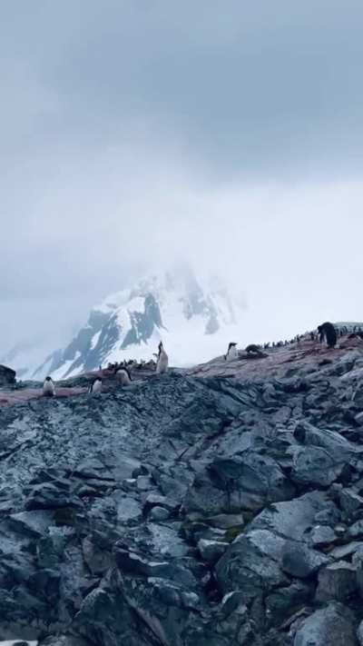 ? My time in Antarctica, wrapped up in 45 seconds. The most incredible landscapes and wildlife.