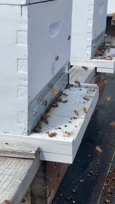 Bee amazed! New bees do a little swirly dance to learn where their hive is and I made a slo mo of their dance!