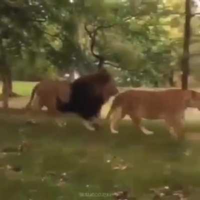 lion