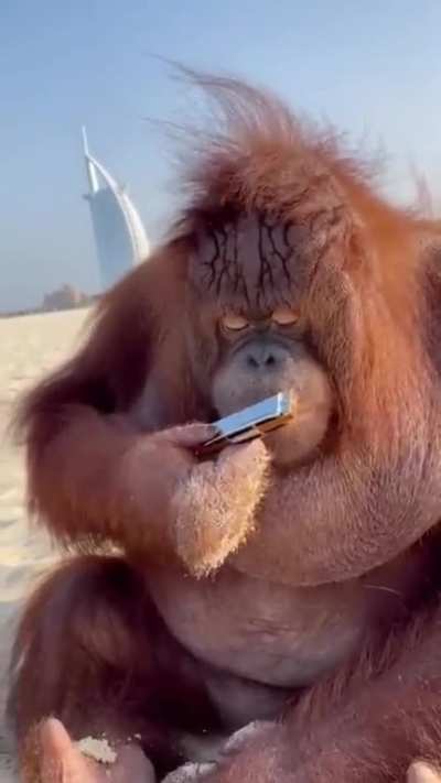 His first time with a harmonica