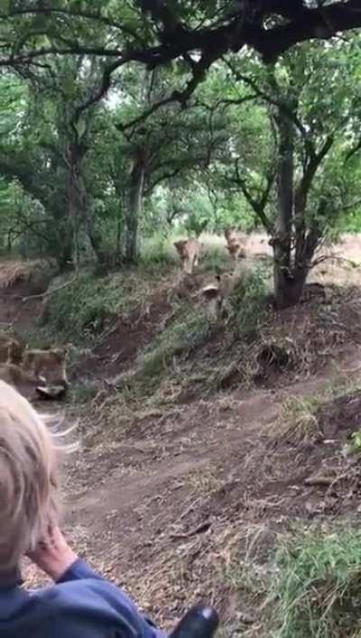 A couple of honey badgers fending off a pride of lions