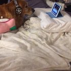My dog is scared of fireworks so every year we set him up with dog videos on an iPad
