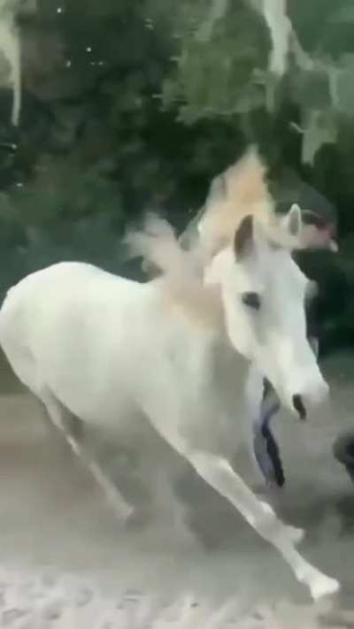 To ride a hungry horse