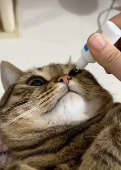 Do you take care of your cat??