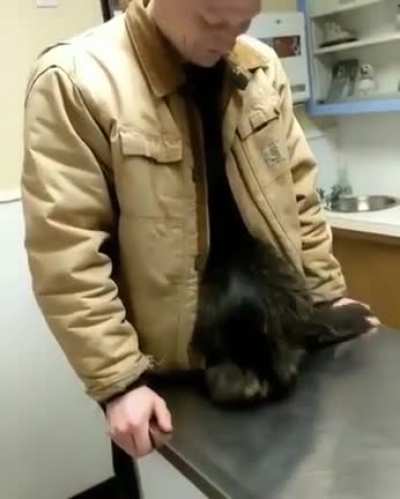 Most Adorable Cat at The Vet Ever ??