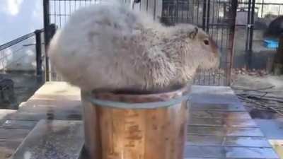 ? Capybara spa day ?