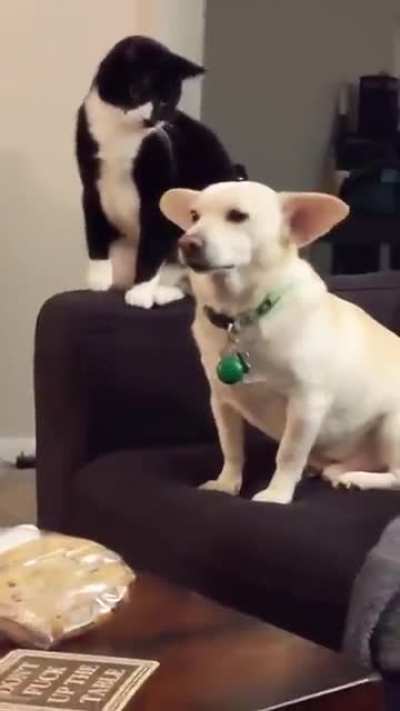 Hitting Yoda’s ears that were put on a white dangerous rebel! ?