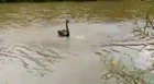 Swan dive...!