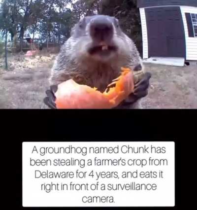Chunk should open his ASMR youtube channel ??