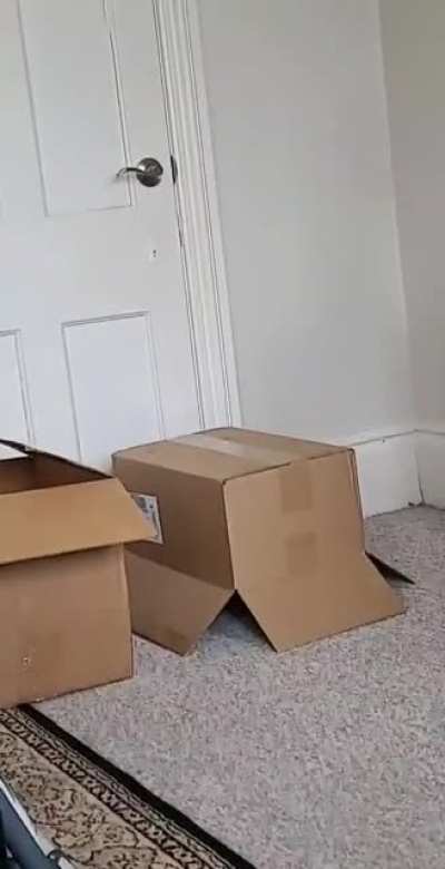 Box 1 : Pierogi 0