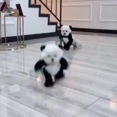 Perfect costumes on perfect animals?