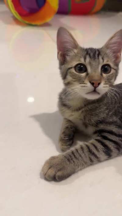 Mr squeaker (Vesper) ??