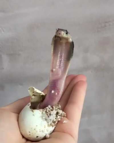 Precious newly hatched king cobra ?