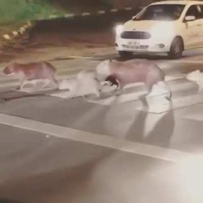? Family of Capybara crossing a busy city street ?